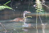 Female African Finfoot, Ankasa, Ghana, May 2011 - click for larger image