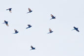 Narrow-tailed Starling, Kakum, Ghana, May 2011 - click for larger image