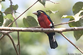 Double-toothed Barbet, Langano Lake, Ethiopia, January 2016 - click for larger image