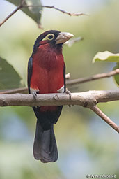 Double-toothed Barbet, Langano Lake, Ethiopia, January 2016 - click for larger image