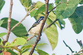 Yellow-rumped Tinkerbird, Kalakpa, Ghana, May 2011 - click for larger image