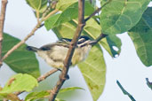 Yellow-rumped Tinkerbird, Kalakpa, Ghana, May 2011 - click for larger image