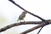 Yellow-fronted Tinkerbird, Mole National Park, Ghana, June 2011 - click for larger image