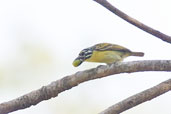 Yellow-fronted Tinkerbird, Mole National Park, Ghana, June 2011 - click for larger image