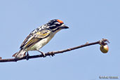 Red-fronted Tinkerbird, near Yabello, Ethiopia, January 2016 - click for larger image