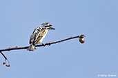 Red-fronted Tinkerbird, near Yabello, Ethiopia, January 2016 - click for larger image