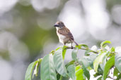 Speckled Tinkerbird, Kakum, Ghana, May 2011 - click for larger image