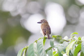 Speckled Tinkerbird, Kakum, Ghana, May 2011 - click for larger image
