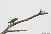 Yellow-fronted Parrot, Langano Lake, Ethiopia, January 2016 - click for larger image
