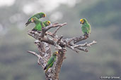 Yellow-fronted Parrot, Langano Lake, Ethiopia, January 2016 - click for larger image