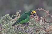 Yellow-fronted Parrot, Langano Lake, Ethiopia, January 2016 - click for larger image