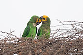 Yellow-fronted Parrot, Langano Lake, Ethiopia, January 2016 - click for larger image