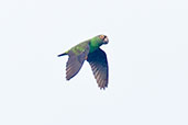 Red-fronted Parrot, Auntutu Forest, Ghana, May 2011 - click for larger image
