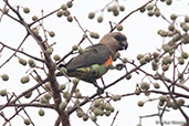 Red-bellied Parrot, Sof Omar, Ethiopia, January 2016 - click for larger image