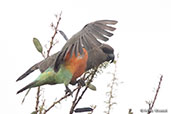 Red-bellied Parrot, Yabello, Ethiopia, January 2016 - click for larger image