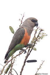 Red-bellied Parrot, Yabello, Ethiopia, January 2016 - click for larger image