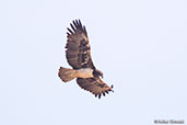 Martial Eagle, Yabello, Ethiopia, January 2016 - click for larger image