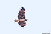 Martial Eagle, Yabello, Ethiopia, January 2016 - click for larger image
