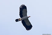 Madagascar Harrier-hawk, Perinet (Analamazaotra), Madagascar, November 2016 - click for larger image