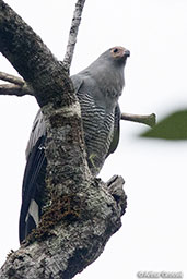 Madagascar Harrier-hawk, Perinet (Analamazaotra), Madagascar, November 2016 - click for larger image