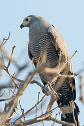 Madagascar Harrier-hawk, Mosa Park, Ifaty, Madagascar, November 2016 - click for larger image