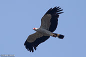 Madagascar Harrier-hawk, Mosa Park, Ifaty, Madagascar, November 2016 - click for larger image