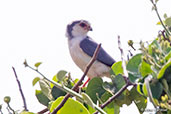 African Pygmy-falcon, Yabello, Ethiopia, January 2016 - click for larger image