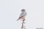 African Pygmy-falcon, Yabello, Ethiopia, January 2016 - click for larger image