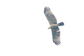 Juvenile African Harrier Hawk, Kakum, Ghana, May 2011 - click for larger image