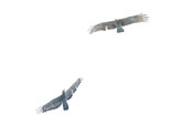 Adult and juvenile African Harrier Hawk, Kakum, Ghana, May 2011 - click for larger image