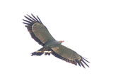 African Harrier Hawk, Mole, Ghana, June 2011 - click for larger image