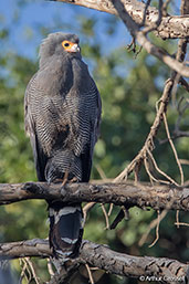 African Harrier Hawk, Awash Falls, Ethiopia, January 2016 - click for larger image
