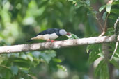 Red-billed Helmet-shrike, Kakum, Ghana, May 2011 - click for larger image