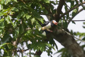 Red-billed Helmet-shrike, Kakum, Ghana, May 2011 - click for larger image