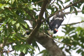 Red-billed Helmet-shrike, Kakum, Ghana, May 2011 - click for larger image