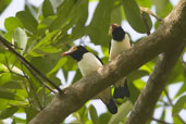 Red-billed Helmet-shrike, Kakum, Ghana, May 2011 - click for larger image