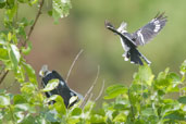 White Helmet-shrike, Shai Hills, Ghana, May 2011 - click for larger image