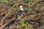 White Helmet-shrike, Awash Falls, Ethiopia, January 2016 - click for larger image