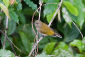 Cassin's Honeyguide, Kakum National Park, Ghana, May 2011 - click for larger image