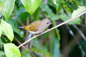 Cassin's Honeyguide, Kakum National Park, Ghana, May 2011 - click for larger image