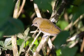 Cassin's Honeyguide, Kakum National Park, Ghana, May 2011 - click for larger image