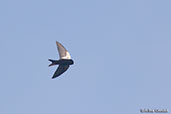 Black Saw-wing, Lake Langano, Ethiopia, January 2016 - click for larger image