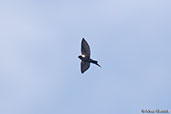 Black Saw-wing, Lake Langano, Ethiopia, January 2016 - click for larger image