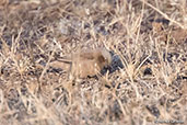 Grey-headed Social-weaver, Yabello, Ethiopia, January 2016 - click for larger image