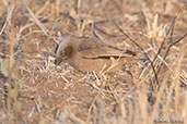 Grey-headed Social-weaver, Yabello, Ethiopia, January 2016 - click for larger image