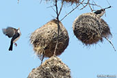 Black-capped Social-weaver, Yabello, Ethiopia, January 2016 - click for larger image