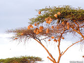 Black-capped Social-weaver, Yabello, Ethiopia, January 2016 - click for larger image