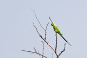 Rose-ringed Parakeet, Mole National Park, Ghana, June 2011 - click for larger image