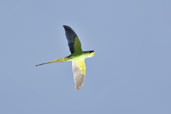 Rose-ringed Parakeet, Mole National Park, Ghana, June 2011 - click for larger image