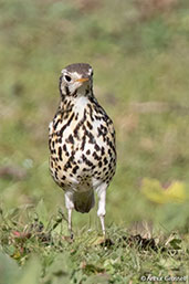 Groundscraper Thrush, Bale Mountains, Ethiopia, January 2016 - click for larger image